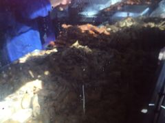 -土门八珍烤鸡腊味店(土门老店)