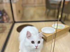 -袖虎猫馆(十亩地店)