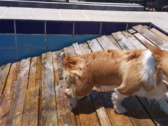 -趣玩宠物乐园寄养训犬训狗游泳池