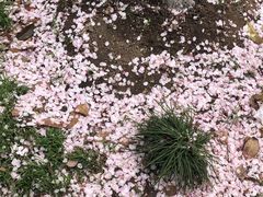 -高东镇樱花园
