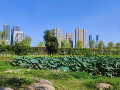 -汉水公园