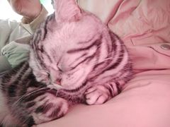 -喵店&猫咖