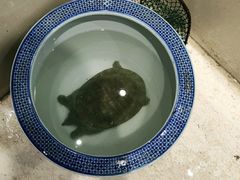 -元银甲·湖北地标美食(汉阳店)