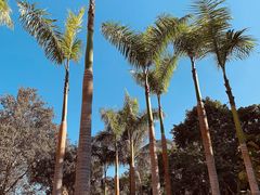 -西双版纳傣族园