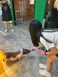 -神奇动物撸宠馆·羊驼·小浣熊·异宠(豫园店)