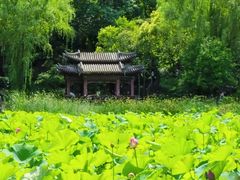 -莲湖公园