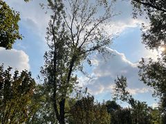 -上海共青森林公园