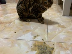 -北京赛佳动物医院