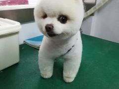 -长藤鬼校(龙翔店)