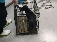 -喜多萌中农锦绣动物医院24H·猫科·牙科MRI·CT