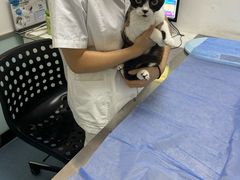 -特一安24小时宠物医院·骨科·中兽医