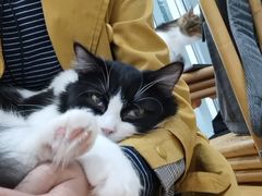 -李小姐の猫咖啡馆(五角场店)