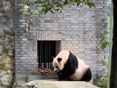 -都江堰中华大熊猫苑