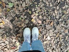 -上海共青森林公园