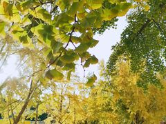 -三里屯东五街银杏大道