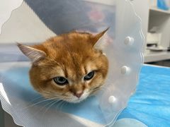 -达爱动物医院·犬猫分区·CT·复杂眼科(远洋山水分院)
