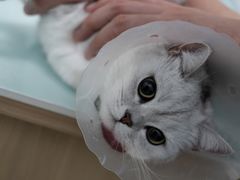 -宠福鑫康馨动物医院·骨科·眼科