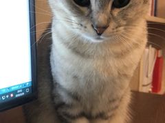 -闸弄口(地铁站)