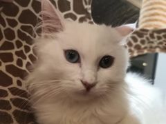 -飞行喵MR PILOT|猫舍·猫咖(静安大融城店)