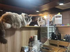 -白兔子密室(长寿路店)