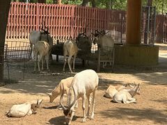 -石家庄市动物园