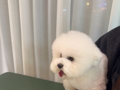 -帕帕拉兹宠物(亚洲旗舰店)