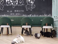-安格丽娜·狗咖·猫咖羊驼咖(春熙路百盛商场店)