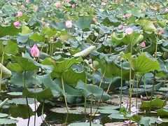 荷花-3W咖啡(国家软件园店)