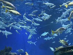 -海合安武汉极地海洋公园