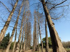 -上海滨江森林公园