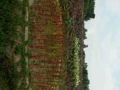 -北纬44度·金珠花海休闲农业旅游景区