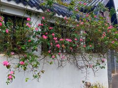 -石塘人家