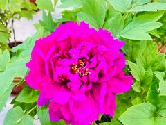 -北京市垂杨柳医院