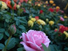 -花之城