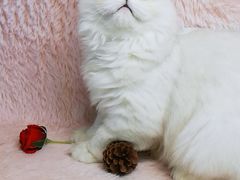 -十年猫舍·猫咪专门店(普陀店)