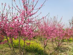 -南汇桃花村