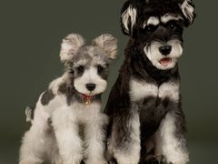 -FAELING PETS美天灵宠物(合生汇店)