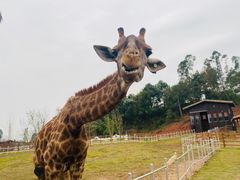 -黄龙溪欢乐田园