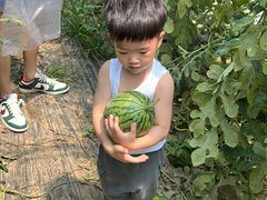 -庞各庄西瓜蔬菜采摘园·锦华瓜园