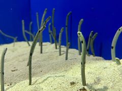 -上海海洋水族馆