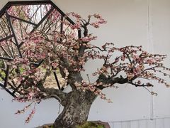 -香雪海