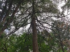 -罗布林卡