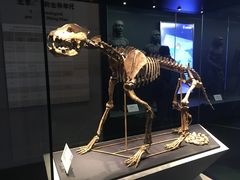 -北京周口店北京人遗址博物馆