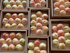 -南汇新场正宗水蜜桃采摘