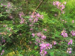 -云岫谷游猎自然风景区