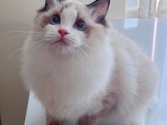 -lincat·猫舍(广州店)