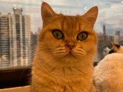 -有喵·猫咖·狗咖·30几只猫10只小狗(岗厦店)