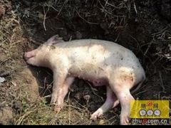 -炭虎子水浒烤肉(梦时代店)