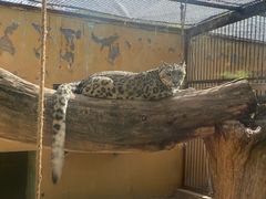 -青藏高原野生动物园