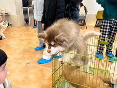 -Let's go狗咖·猫咖·奶狗·桌游(春熙路IFS店)